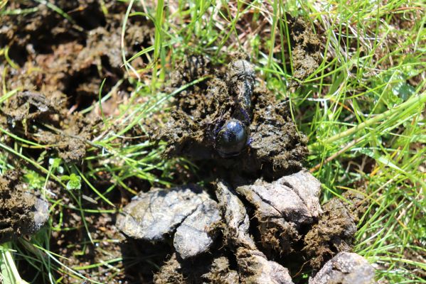 Vítkovice, 23.6.2020
Krkonoše - louky u pramenů Velké Mumlavy. Chrobák Anoplotrupes stercorosus.
Klíčová slova: Vítkovice Krkonoše Velká Mumlava Anoplotrupes stercorosus
