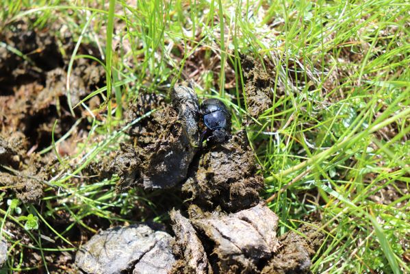 Vítkovice, 23.6.2020
Krkonoše - louky u pramenů Velké Mumlavy. Chrobák Anoplotrupes stercorosus.
Klíčová slova: Vítkovice Krkonoše Velká Mumlava Anoplotrupes stercorosus