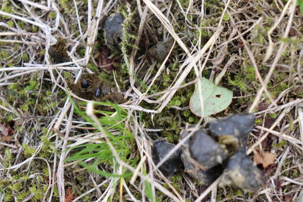 Vítkovice, 23.6.2020
Krkonoše - louky u pramenů Velké Mumlavy. Hnojníci Agoliinus piceus.
Keywords: Vítkovice Krkonoše Velká Mumlava Agoliinus piceus