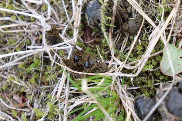 Vítkovice, 23.6.2020
Krkonoše - louky u pramenů Velké Mumlavy. Hnojníci Agoliinus piceus.
Keywords: Vítkovice Krkonoše Velká Mumlava Agoliinus piceus