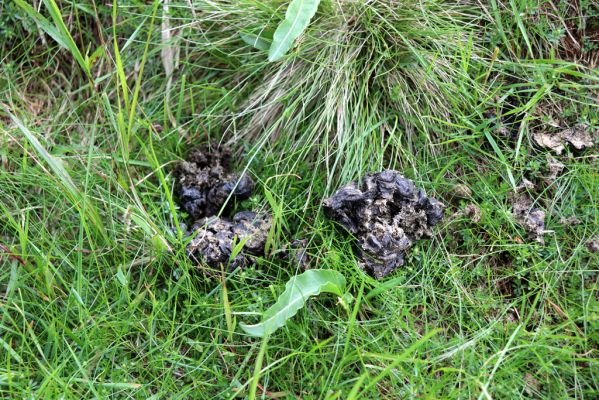 Vítkovice, 23.6.2020
Krkonoše - louky u pramenů Velké Mumlavy.
Klíčová slova: Vítkovice Krkonoše Velká Mumlava Scarabaeidae