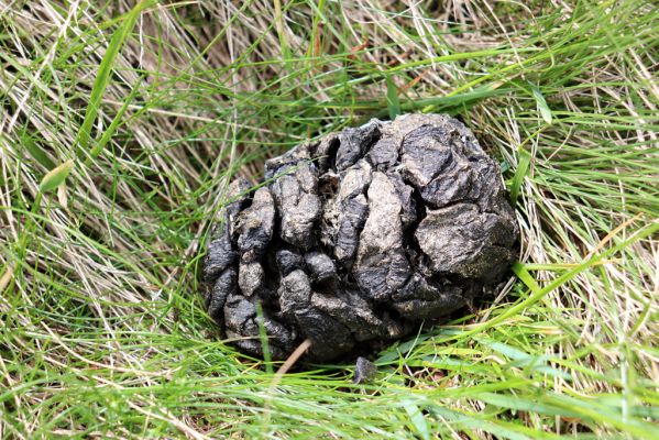 Vítkovice, 23.6.2020
Krkonoše - louky u pramenů Velké Mumlavy.
Klíčová slova: Vítkovice Krkonoše Velká Mumlava Scarabaeidae