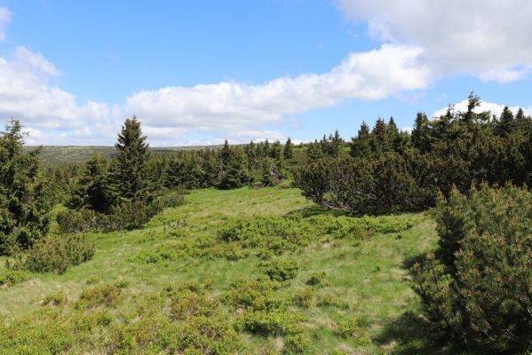 Vítkovice, 23.6.2020
Krkonoše - louky u pramenů Velké Mumlavy.
Keywords: Vítkovice Krkonoše Velká Mumlava Ctenicera cuprea Liotrichus affinis