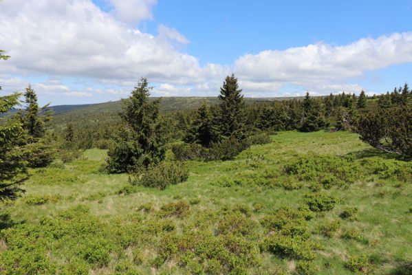 Vítkovice, 23.6.2020
Krkonoše - louky u pramenů Velké Mumlavy.
Schlüsselwörter: Vítkovice Krkonoše Velká Mumlava Ctenicera cuprea Liotrichus affinis