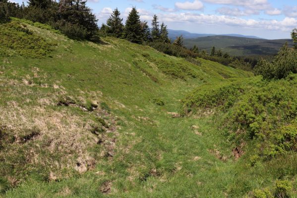 Vítkovice, 23.6.2020
Krkonoše - u pramenů Velké Mumlavy.
Klíčová slova: Vítkovice Krkonoše Velká Mumlava