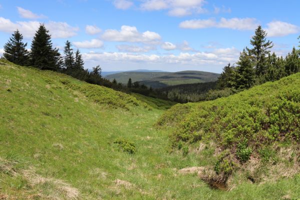 Vítkovice, 23.6.2020
Krkonoše - u pramenů Velké Mumlavy.
Mots-clés: Vítkovice Krkonoše Velká Mumlava Jizerské hory