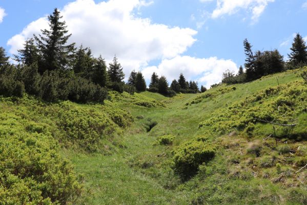 Vítkovice, 23.6.2020
Krkonoše - u pramenů Velké Mumlavy.
Klíčová slova: Vítkovice Krkonoše Velká Mumlava