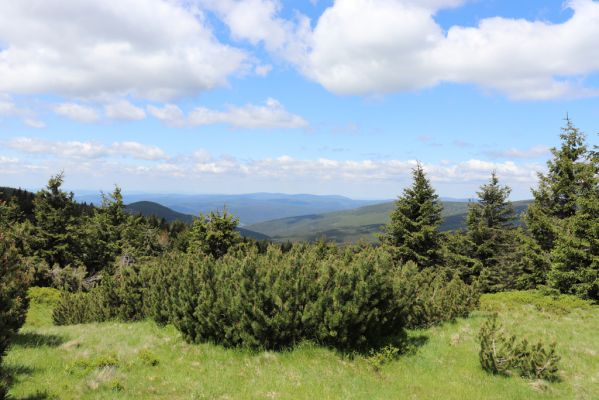 Vítkovice, 23.6.2020
Krkonoše - louky u pramenů Velké Mumlavy.
Mots-clés: Vítkovice Krkonoše Velká Mumlava Ctenicera cuprea Liotrichus affinis