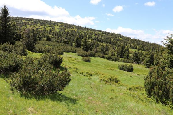 Vítkovice, 23.6.2020
Krkonoše - louky u pramenů Velké Mumlavy.
Klíčová slova: Vítkovice Krkonoše Velká Mumlava Ctenicera cuprea Liotrichus affinis