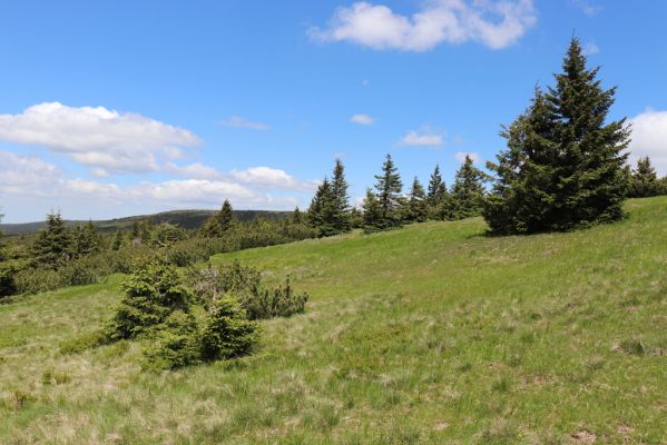 Vítkovice, 23.6.2020
Krkonoše - louky u pramenů Velké Mumlavy.
Keywords: Vítkovice Krkonoše Velká Mumlava Ctenicera cuprea Liotrichus affinis