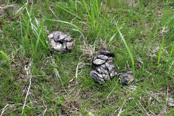 Vítkovice, 23.6.2020
Krkonoše - louky u pramenů Velké Mumlavy. 
Klíčová slova: Vítkovice Krkonoše Velká Mumlava Scarabaeidae