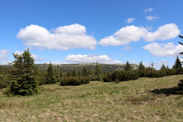 Vítkovice, 23.6.2020
Krkonoše - louky u pramenů Velké Mumlavy.
Klíčová slova: Vítkovice Krkonoše Velká Mumlava Ctenicera cuprea Liotrichus affinis