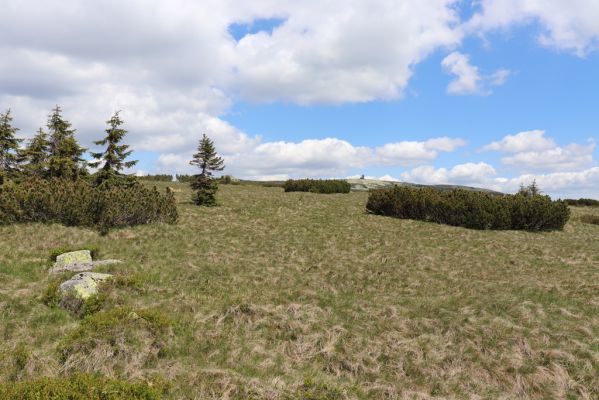 Rokytnice nad Jizerou, 23.6.2020
Krkonoše - pohled z Navorské louky na Violík a vysílač Sněžné jámy.
Schlüsselwörter: Rokytnice nad Jizerou Krkonoše Navorská louka Violík Vysoké kolo Liotrichus affinis