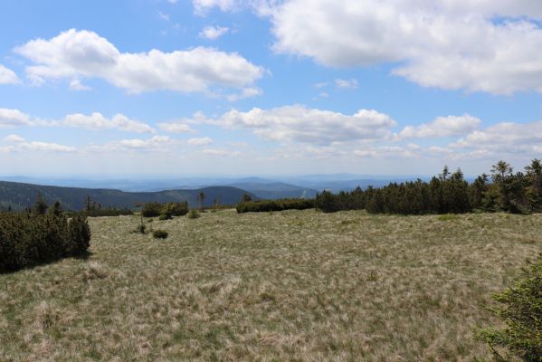 Rokytnice nad Jizerou, 23.6.2020
Krkonoše - pohled z Navorské louky na Ještěd.
Schlüsselwörter: Rokytnice nad Jizerou Krkonoše Navorská louka Liotrichus affinis