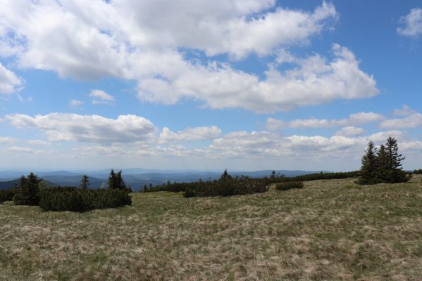 Rokytnice nad Jizerou, 23.6.2020
Krkonoše - pohled z Navorské louky na Ještěd.
Keywords: Rokytnice nad Jizerou Krkonoše Navorská louka Liotrichus affinis