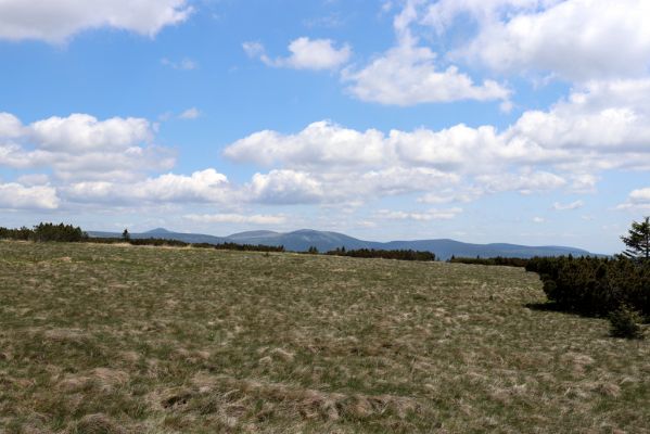 Rokytnice nad Jizerou, 23.6.2020
Krkonoše - pohled z Navorské louky na východní Krkonoše.
Keywords: Rokytnice nad Jizerou Krkonoše Luční hora Sněžka Liotrichus affinis