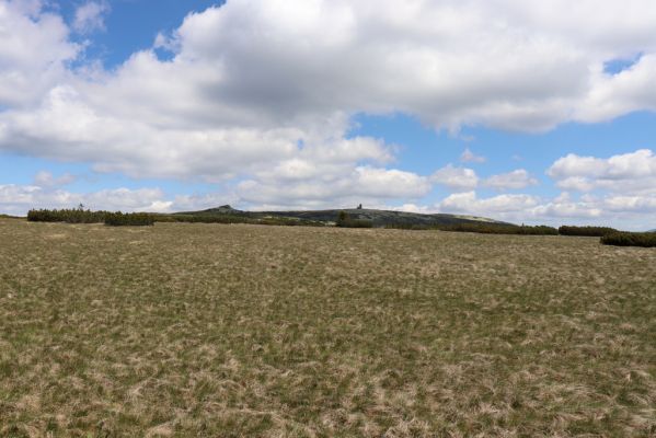 Rokytnice nad Jizerou, 23.6.2020
Krkonoše - pohled z Navorské louky na Violík a Vysoké kolo.
Schlüsselwörter: Rokytnice nad Jizerou Krkonoše Navorská louka Violík Vysoké kolo Liotrichus affinis