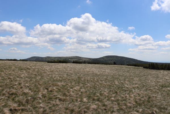 Rokytnice nad Jizerou, 23.6.2020
Krkonoše - pohled z Navorské louky na Zlaté návrší a Kotel.
Klíčová slova: Rokytnice nad Jizerou Krkonoše Navorská louka Zlaté návrší Kotel Liotrichus affinis