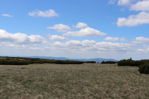 Rokytnice nad Jizerou, 23.6.2020
Krkonoše - pohled z Navorské louky na Jizerské hory.
Schlüsselwörter: Rokytnice nad Jizerou Krkonoše Navorská louka Jizerské hory Liotrichus affinis