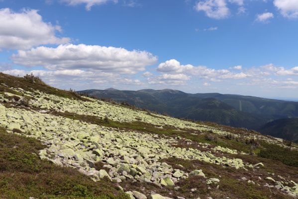 Špindlerův Mlýn, 23.6.2020
Pohled od Vysokého kola na východní část Krkonoš.
Klíčová slova: Špindlerův Mlýn Krkonoše Vysoké kolo Stříbrný hřbet Luční hora Sněžka