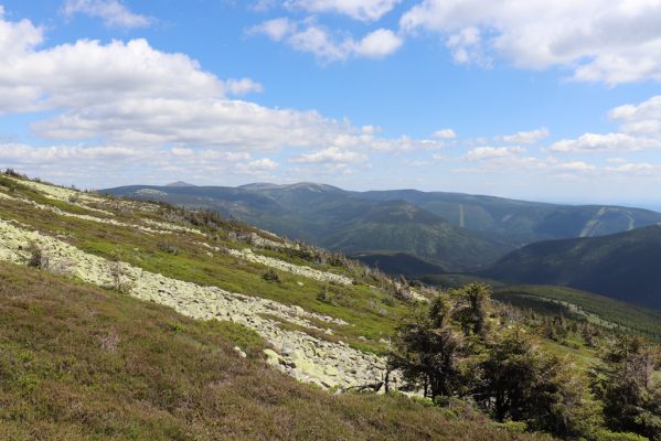 Špindlerův Mlýn, 23.6.2020
Pohled od Vysokého kola na východní část Krkonoš.
Klíčová slova: Špindlerův Mlýn Krkonoše Vysoké kolo