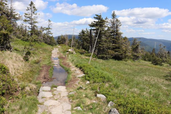Špindlerův Mlýn, 23.6.2020
Krkonoše - turistický chodník pod Vysokým kolem. Biotop kovaříka Hypnoidus riparius.
Klíčová slova: Špindlerův Mlýn Krkonoše Vysoké kolo Hypnoidus riparius Ctenicera cuprea Liotrichus affinis