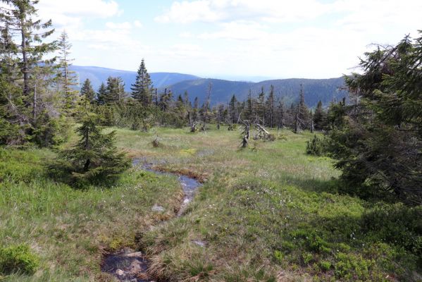 Špindlerův Mlýn, 23.6.2020
Krkonoše - rašeliniště pod Vysokým kolem.
Klíčová slova: Špindlerův Mlýn Krkonoše Vysoké kolo