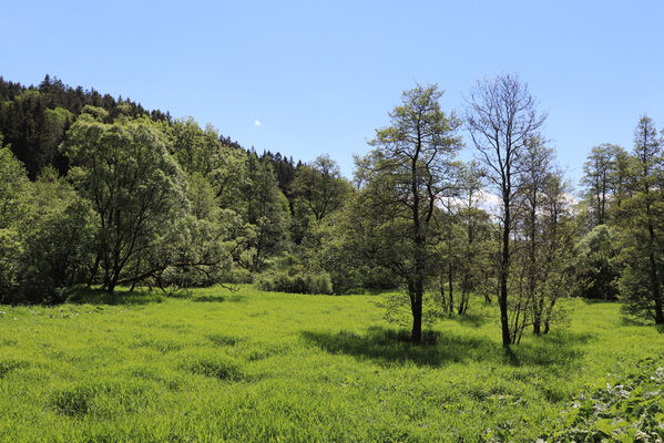 Zlatá Olešnice, 2.6.2022
Louky v údolí Ličné.
Keywords: Zlatá Olešnice řeka Ličná