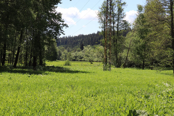 Zlatá Olešnice, 2.6.2022
Louky v údolí Ličné.
Keywords: Zlatá Olešnice řeka Ličná