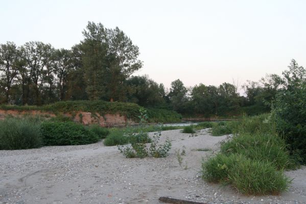 Zabeľków, 1.8.2017
Meandry Odry - štěrkové náplavy.
Schlüsselwörter: Starý Bohumín Zabeľków řeka Odra Adrastus circassicus Betarmon bisbimaculatus Zorochros meridionalis