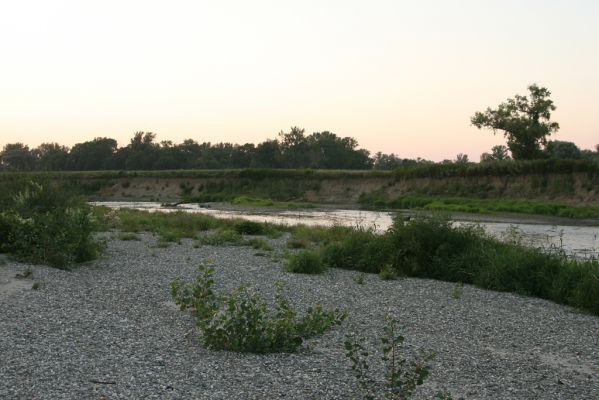 Zabeľków, 1.8.2017
Meandry Odry - štěrkové náplavy.
Keywords: Starý Bohumín Zabeľków řeka Odra Zorochros meridionalis dermestoides quadriguttatus