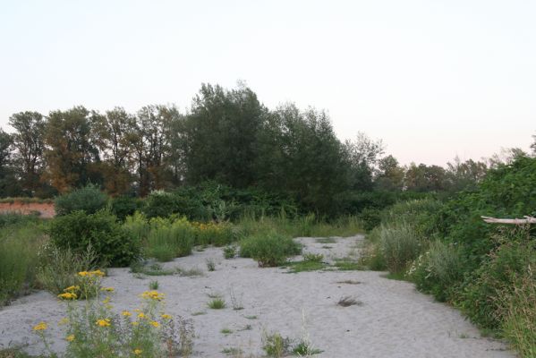 Zabeľków, 1.8.2017
Meandry Odry - štěrkové náplavy.
Keywords: Starý Bohumín Zabeľków řeka Odra Adrastus circassicus Betarmon bisbimaculatus Zorochros meridionalis