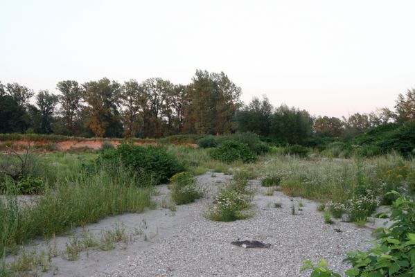 Zabeľków, 1.8.2017
Meandry Odry - štěrkové náplavy.
Mots-clés: Starý Bohumín Zabeľków řeka Odra Adrastus circassicus Betarmon bisbimaculatus