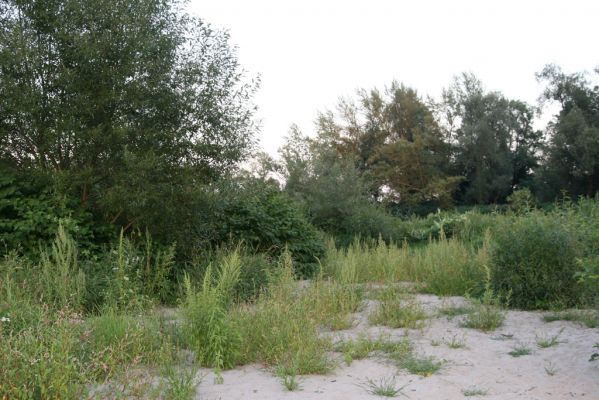 Zabeľków, 1.8.2017
Meandry Odry - štěrkové náplavy.
Schlüsselwörter: Starý Bohumín Zabeľków řeka Odra Adrastus circassicus Betarmon bisbimaculatus