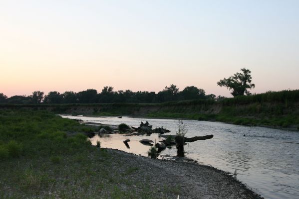 Zabeľków, 1.8.2017
Meandry Odry - štěrkové náplavy.
Keywords: Starý Bohumín Zabeľków řeka Odra Zorochros meridionalis dermestoides quadriguttatus