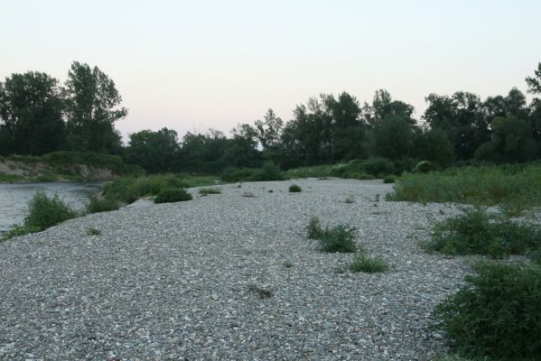 Zabeľków, 1.8.2017
Meandry Odry - štěrkové náplavy.
Schlüsselwörter: Starý Bohumín Zabeľków řeka Odra Zorochros dermestoides meridionalis