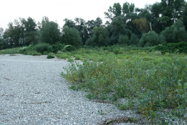 Zabeľków, 1.8.2017
Meandry Odry - štěrkové náplavy.
Klíčová slova: Starý Bohumín Zabeľków řeka Odra Adrastus circassicus Zorochros meridionalis dermestoides