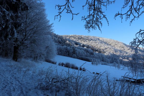 Žacléř, 11.1.2022
Rýchory, pod Boberskou strání.
Keywords: Krkonoše Rýchory Žacléř Boberská stráň