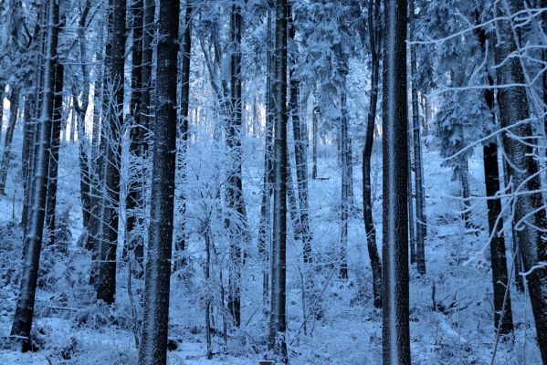 Žacléř, 11.1.2022
Rýchory - Boberská stráň.
Keywords: Krkonoše Rýchory Žacléř Boberská stráň Phloeostichus denticollis