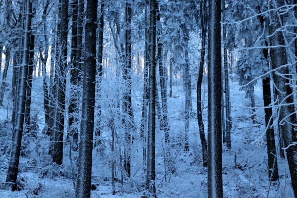 Žacléř, 11.1.2022
Rýchory - Boberská stráň.
Klíčová slova: Krkonoše Rýchory Žacléř Boberská stráň Phloeostichus denticollis