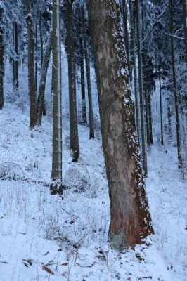 Žacléř, 11.1.2022
Rýchory - Boberská stráň.
Schlüsselwörter: Krkonoše Rýchory Žacléř Boberská stráň Phloeostichus denticollis