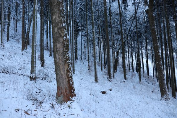 Žacléř, 11.1.2022
Rýchory - Boberská stráň.
Keywords: Krkonoše Rýchory Žacléř Boberská stráň Phloeostichus denticollis