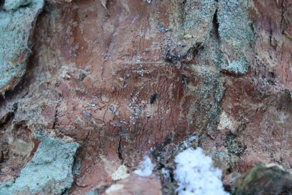 Žacléř, 11.1.2022
Rýchory - Boberská stráň. Imago druhu Phloeostichus denticollis pod šupinami kůry u paty kmene javoru.
Mots-clés: Krkonoše Rýchory Žacléř Boberská stráň Phloeostichus denticollis