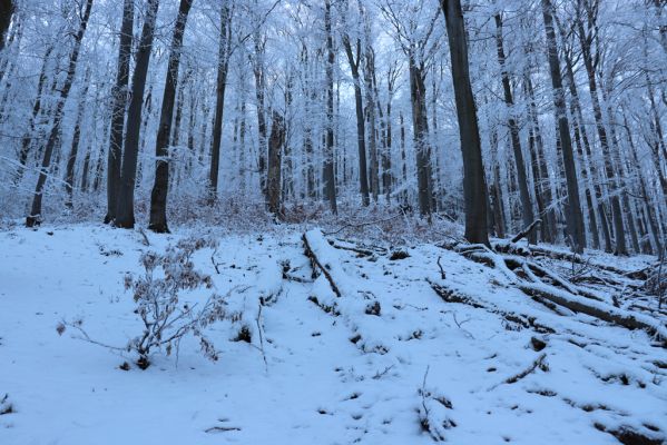 Žacléř, 11.1.2022
Rýchory - Boberská stráň.
Keywords: Krkonoše Rýchory Žacléř Boberská stráň