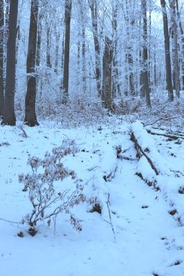 Žacléř, 11.1.2022
Rýchory - Boberská stráň.
Keywords: Krkonoše Rýchory Žacléř Boberská stráň