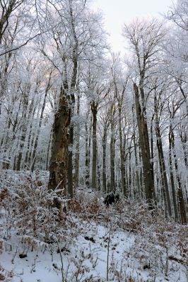 Žacléř, 11.1.2022
Rýchory - Boberská stráň.
Schlüsselwörter: Krkonoše Rýchory Žacléř Boberská stráň