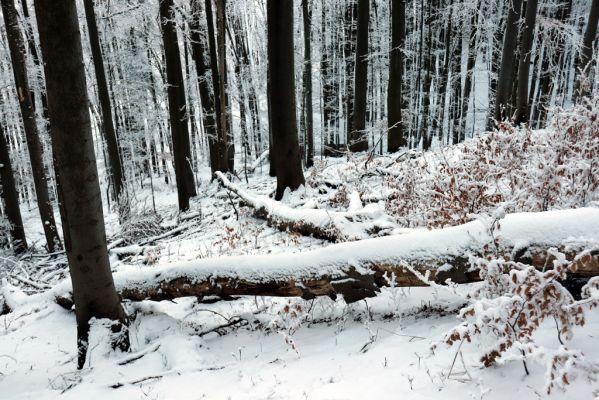 Žacléř, 11.1.2022
Rýchory - Boberská stráň.
Keywords: Krkonoše Rýchory Žacléř Boberská stráň