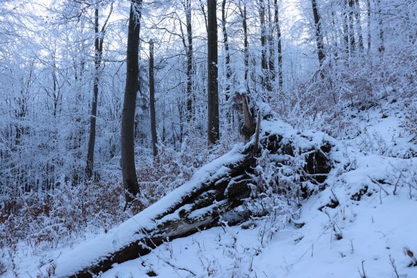 Žacléř, 11.1.2022
Rýchory - Boberská stráň.
Klíčová slova: Krkonoše Rýchory Žacléř Boberská stráň