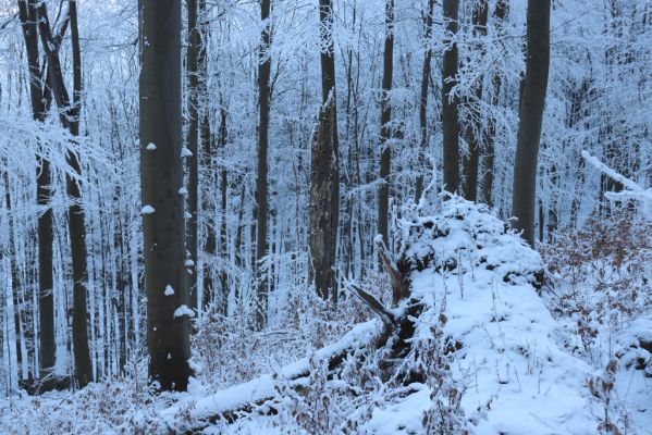 Žacléř, 11.1.2022
Rýchory - Boberská stráň.
Klíčová slova: Krkonoše Rýchory Žacléř Boberská stráň