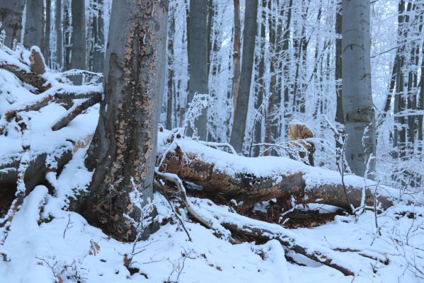 Žacléř, 11.1.2022
Rýchory - Boberská stráň.
Schlüsselwörter: Krkonoše Rýchory Žacléř Boberská stráň